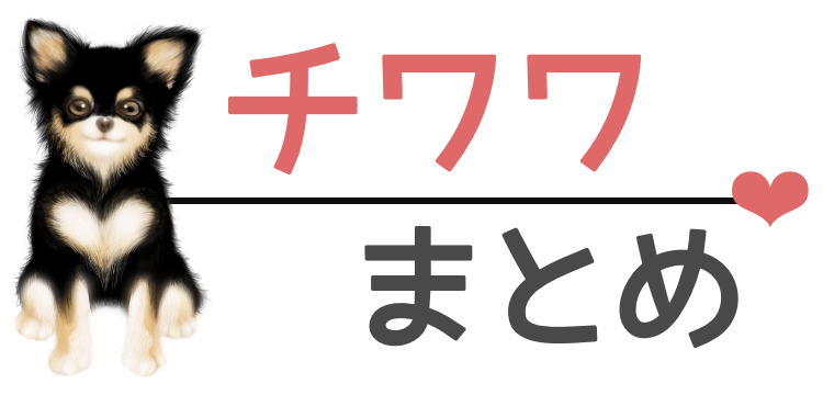 チワワ好き集合!